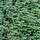 Jeneverbes - Juniperus communis 'Arnold'