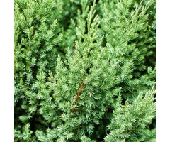 Jeneverbes - Juniperus communis 'Compressa'