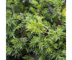Jeneverbes - Juniperus communis 'Gold Cone'