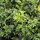 Jeneverbes - Juniperus communis 'Gold Cone'