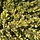 Jeneverbes - Juniperus communis 'Goldschatz'