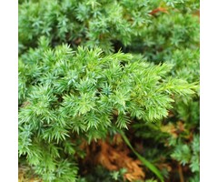 Jeneverbes - Juniperus communis 'Green Carpet'