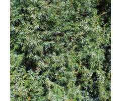 Jeneverbes - Juniperus communis 'Silver Carpet'