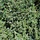 Jeneverbes - Juniperus communis 'Silver Carpet'