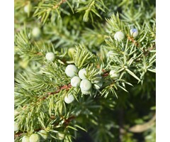 Jeneverbes - Juniperus conferta 'Schlager'