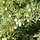 Jeneverbes - Juniperus conferta 'Schlager'