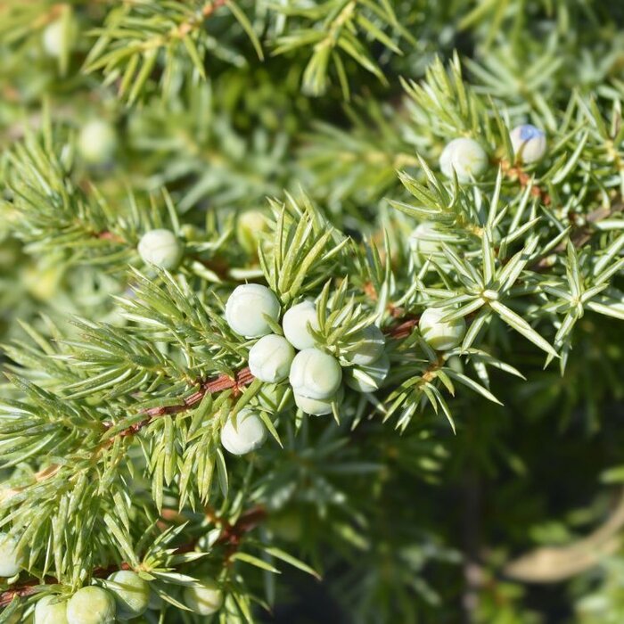 Jeneverbes - Juniperus conferta 'Schlager'