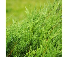 Jeneverbes - Juniperus horizontalis 'Andorra Compact'
