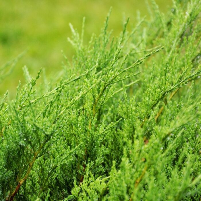 Jeneverbes - Juniperus horizontalis 'Andorra Compact'