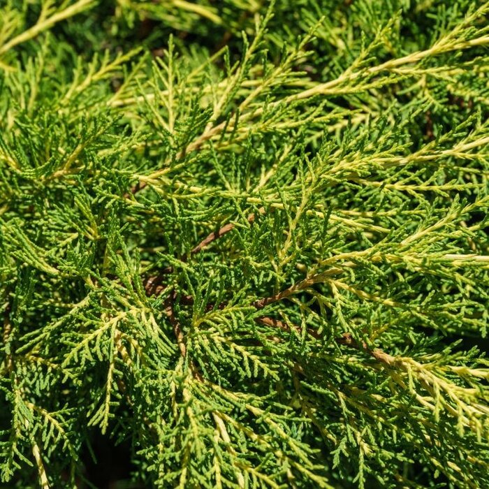 Jeneverbes - Juniperus media 'Old Gold'