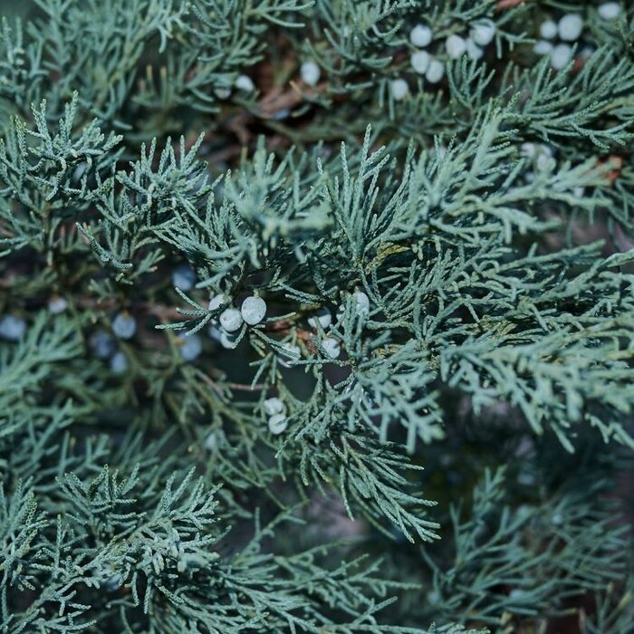 Jeneverbes - Juniperus scopulorum 'Blue Arrow'