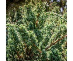 Jeneverbes - Juniperus squamata 'Meyerii'