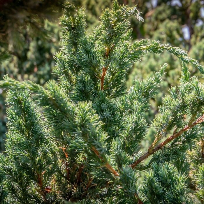 Jeneverbes - Juniperus squamata 'Meyerii'