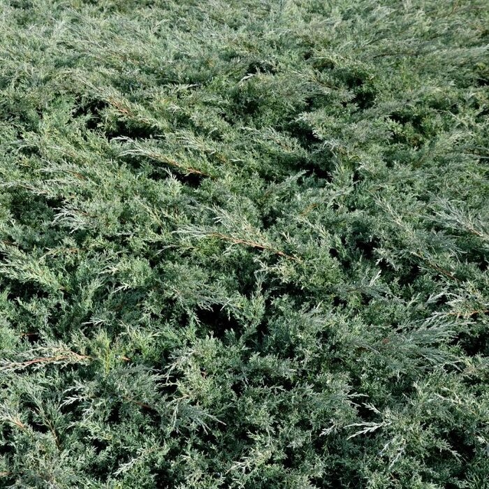 Jeneverbes - Juniperus virginiana 'Grey Owl'
