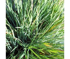Fakkelgras - Koeleria glauca