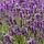 Lavendel - Lavandula intermedia 'Phenomenal' ('Niko')