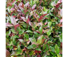 Druifheide - Leucothoe Scarletta