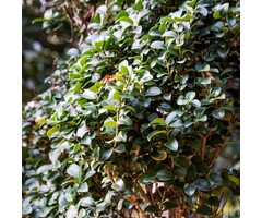 Japanse liguster - Ligustrum japonicum 'Rotundifolium'