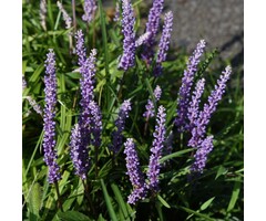 Leliegras - Liriope muscari 'Big Blue'
