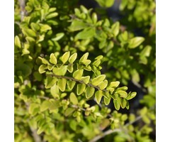 Chinese kamperfoelie - Lonicera nitida 'Baggesen's Gold'