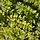 Chinese kamperfoelie (Lonicera nitida 'Baggesen's Gold')