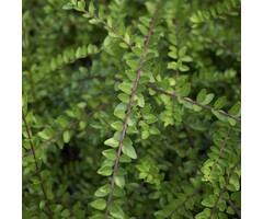 Chinese kamperfoelie - Lonicera nitida 'Twiggy'