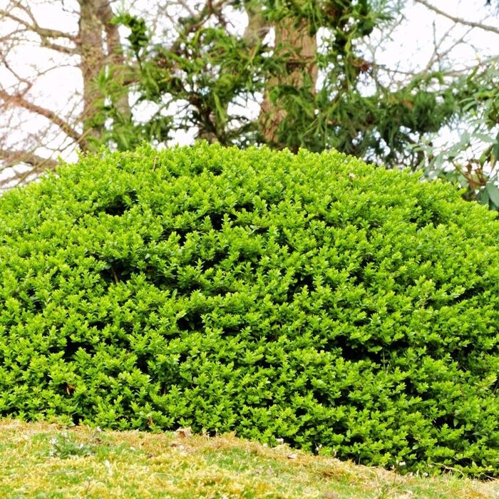 Chinese kamperfoelie (Lonicera nitida 'Twiggy')