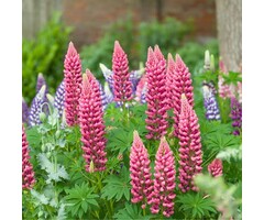 Lupine - Lupinus 'Minarette'