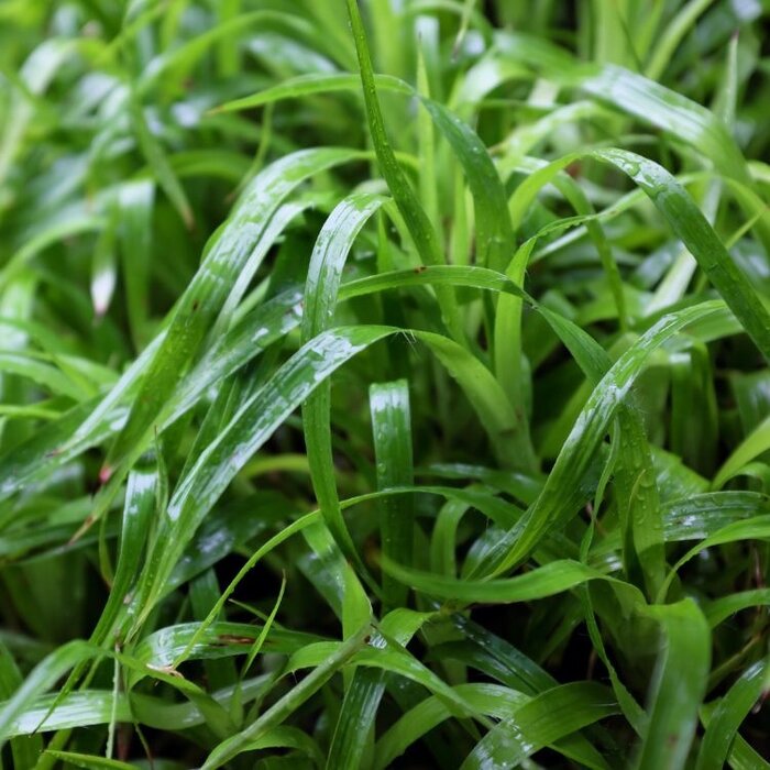 Veldbies - Luzula sylvatica
