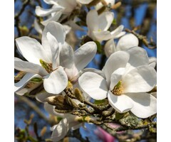 Beverboom - Magnolia kobus 'Isis'