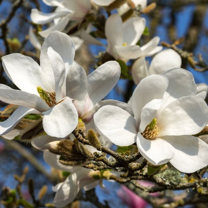 Beverboom - Magnolia kobus 'Isis'