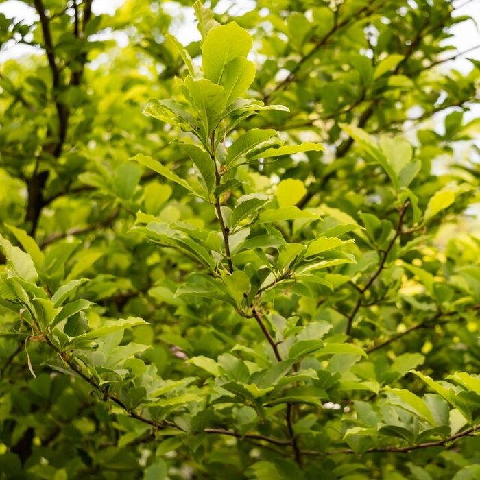 Beverboom - Magnolia kobus 'Isis'