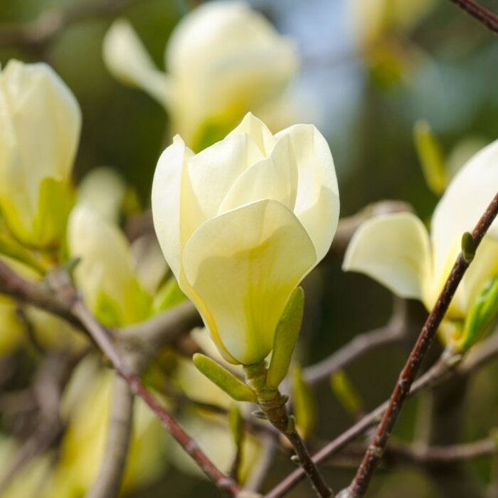 Beverboom - Magnolia 'Sunsation'