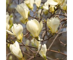 Beverboom (Struik) - Magnolia 'Sunsation'