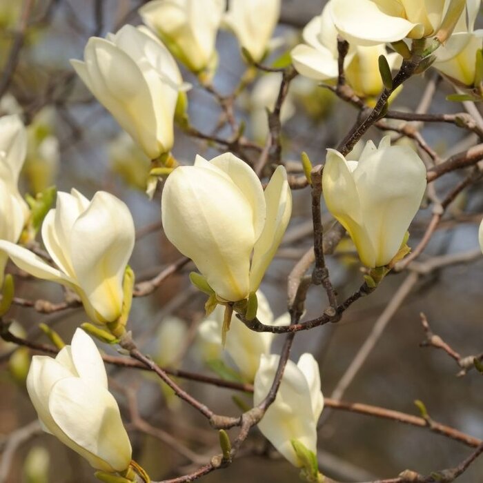 Beverboom (Struik) - Magnolia 'Sunsation'
