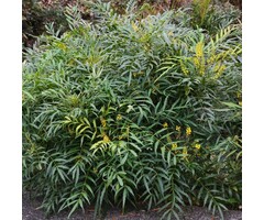 Mahonia eurybracteata 'Soft Caress' - Mahoniestruik