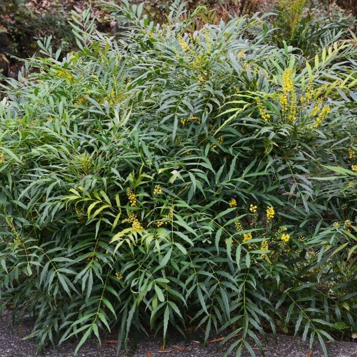 Mahoniestruik - Mahonia eurybracteata 'Soft Caress'