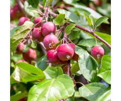 Sierappel op stam - Malus 'Fontana'