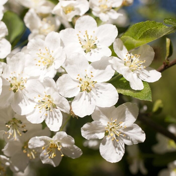 Sierappel op stam - Malus 'Fontana'