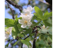 Meerstammige Appelboom - Malus trilobata meerstammig