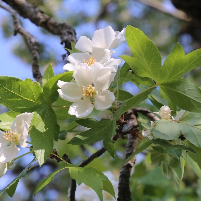 Appelboom - Malus trilobata meerstammig