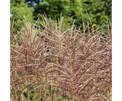 Olifantengras - Miscanthus sinensis 'Ferner Osten'