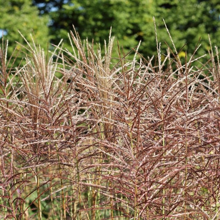 Olifantengras - Miscanthus sinensis 'Ferner Osten'