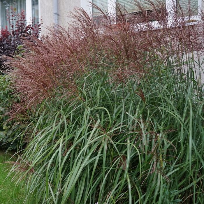 Olifantengras - Miscanthus sinensis 'Ferner Osten'