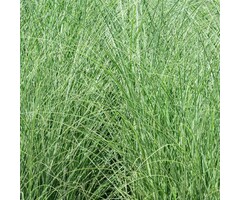 Olifantengras - Miscanthus sinensis 'Morning Light'