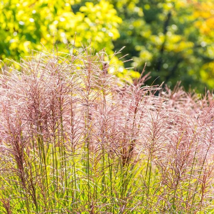 Olifantengras - Miscanthus sinensis 'Pink Cloud'
