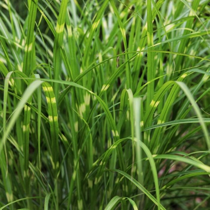 Olifantengras - Miscanthus sinensis 'Strictus'