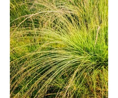 Pijpestrootje - Molinia caerulea 'Edith Dudszus'