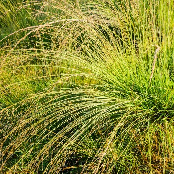 Pijpestrootje - Molinia caerulea 'Edith Dudszus'