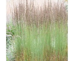 Pijpestrootje - Molinia caerulea 'Moorhexe'